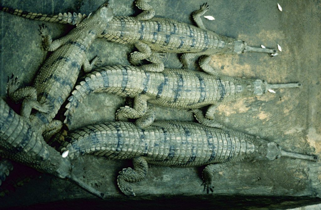 1999_06_Nepal_242-e1545302288671