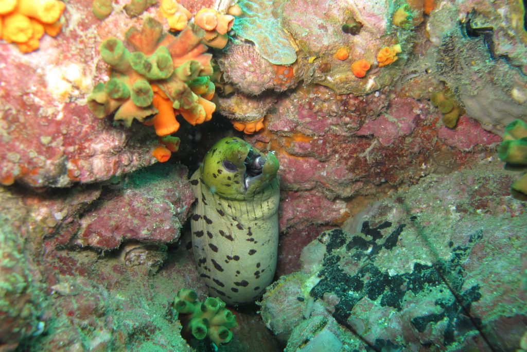 2011_ZOAZIE_13_Thailand_0207