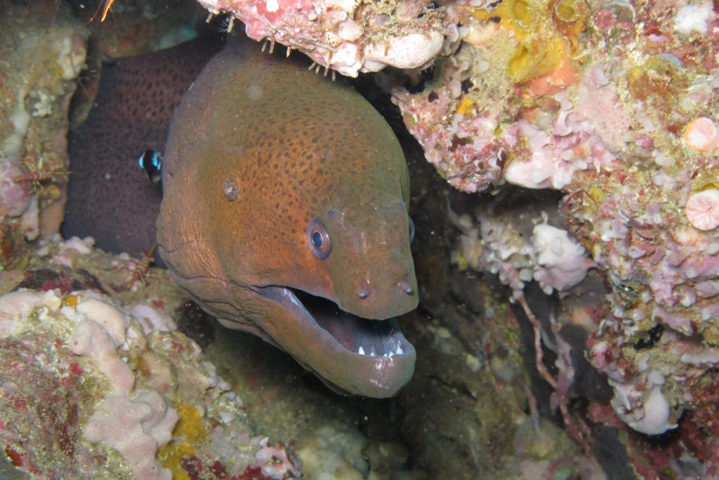 2011_ZOAZIE_13_Thailand_0263