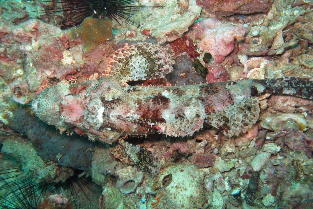 2011_ZOAZIE_13_Thailand_0264