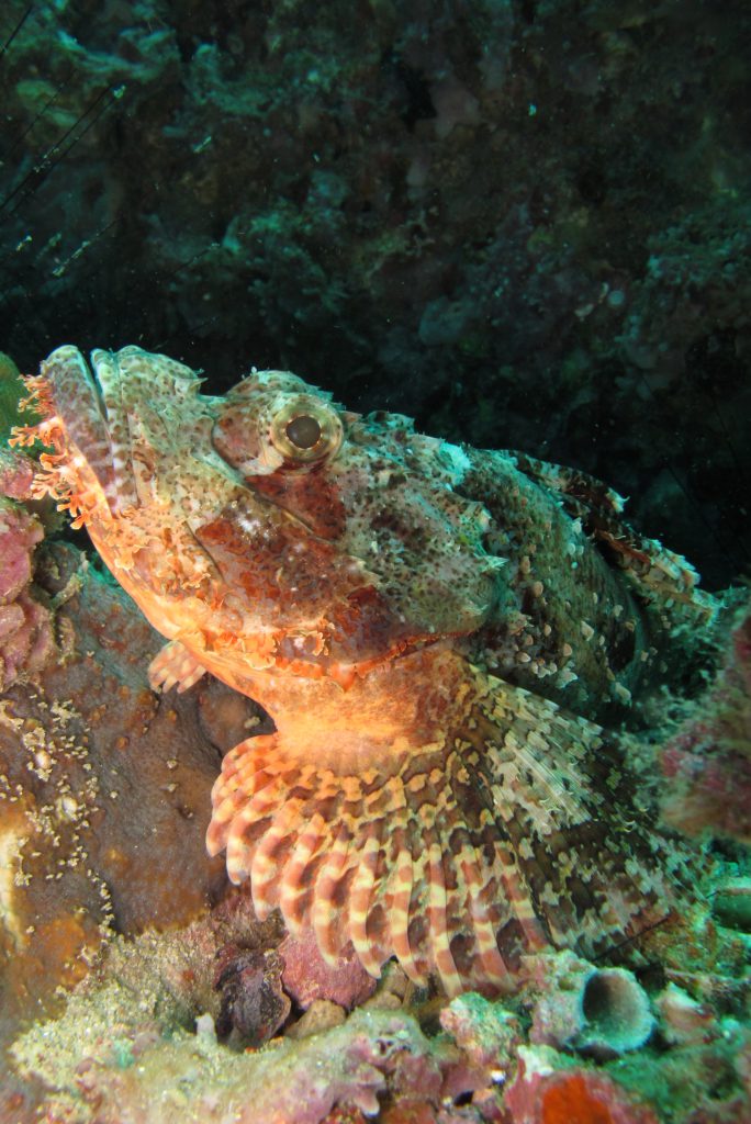 2011_ZOAZIE_13_Thailand_0265