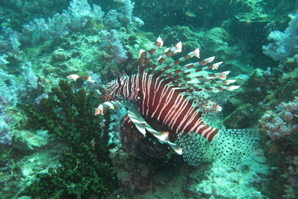 2011_ZOAZIE_13_Thailand_0404