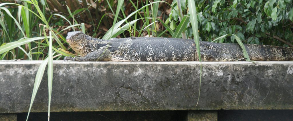 SONY DSC